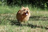 NORWICH TERRIER 027